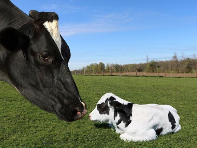 Lambing Cameras